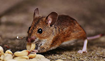 24 Hour & Emergency Exterminators in Fallsington, PA
